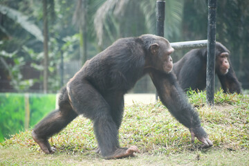 Chimpanzee (Pan troglodytes) walking away in the zoo 