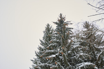 Thick branches of Christmas trees are covered with snow against the background of the winter sky