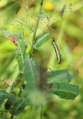 Beautiful caterpillar of Cucullia lactucae aka Lettuce shark