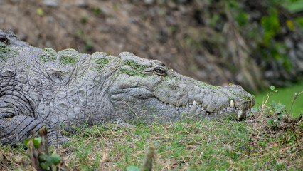 Fototapeta premium Nile crocodile (Crocodylus niloticus) taking rest on the ground