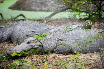 Nile crocodile (Crocodylus niloticus) taking rest on the ground