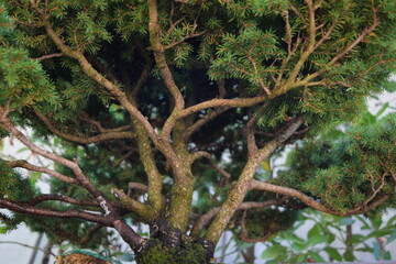 Bonsai exposition