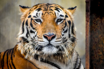 Naklejka premium Portrait of a Royal Bengal Tiger in Kolkata Zoological Garden, Alipore Zoo.