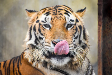 Naklejka premium Portrait of a Royal Bengal Tiger licking nose in Kolkata Zoological Garden, Alipore Zoo.