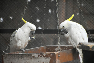 Sulphur-crested cockatoo (Cacatua galerita) a white parrot kept inside a big cage at Kolkata zoo.