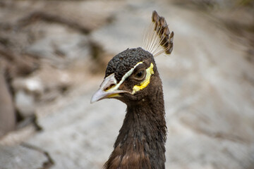Close up head of a Peafowl or Indian peafowl bird in Zoo 