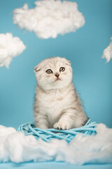 Beautiful Scottish fold kitten sits in the middle of a blue wicker wreath and puts a paw on it.