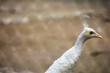 Close up of a white peafowl head looking away from the camera 