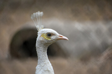 Close up of a white peafowl head looking away from the camera 