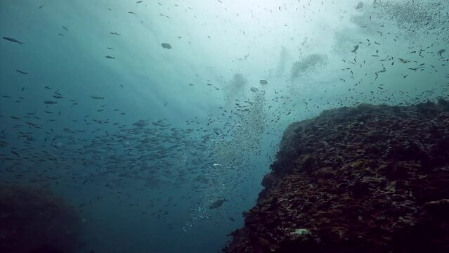 Under Water Film of scuba diver swimming over rocky corals and plenty of tropical fish all around in Thailand