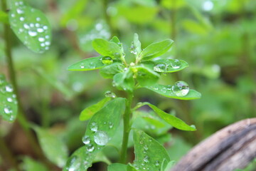 Water drops on leafs