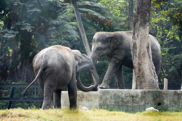 Fototapeta premium Closeup of cute elephants couple holding each other with the trunks at Zoological Garden, Alipore Zoo