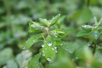 Water drops on leafs