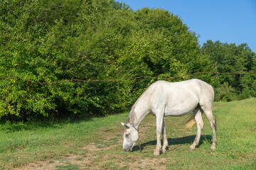 Naklejka na ściany i meble A white horse grazes in a meadow behind a fence