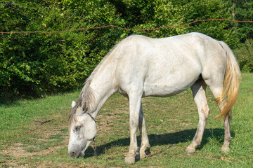 Obraz na płótnie Canvas A white horse grazes in a meadow behind a fence