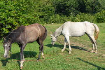 Obraz na płótnie Canvas Two horses on a meadow behind the fence