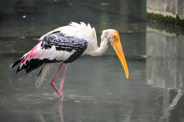 Painted stork (Mycteria leucocephala) birds in the Kolkata Zoological Garden, Alipore Zoo.