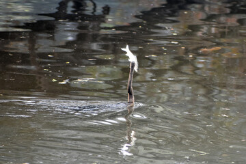 Heron bird catching fish in the pond at Kolkata zoological garden.