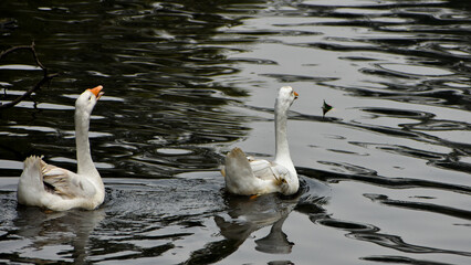 A Beautiful White Mute Swan swimming in the pond at Kolkata Zoological Garden, Alipore Zoo