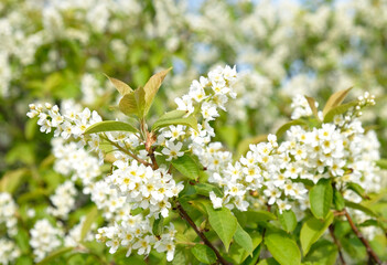 Beautiful Blooming bird cherry bush. Close-up of spring white flowers, abstract soft floral background.