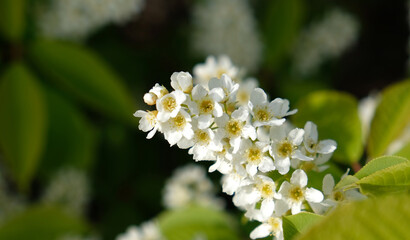 Beautiful inflorescences of bird cherry on a branch and green leaves. Beautiful flowering white flowers of bird cherry. Blossom in Spring, close up.