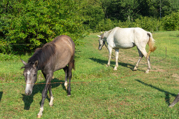 Obraz na płótnie Canvas Two horses on a meadow behind the fence