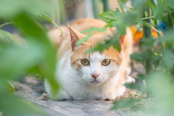 見つめる猫　茶トラ白