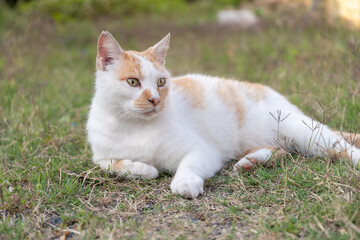 くつろぐ猫　茶白猫