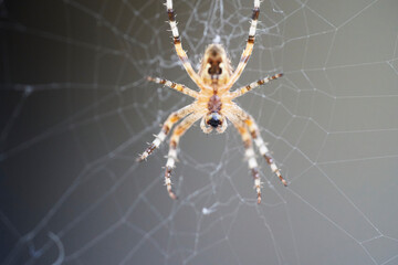 A spider with cross on the back sitting in its web