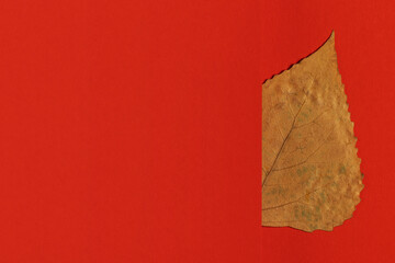 Yellow autumn leaf on a bright red background. In extreme minimalism style.