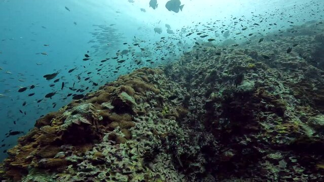 Under Water Film of coral reef and bat fish with other tropical fish in Thailand