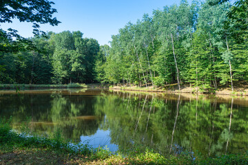 Fototapeta na wymiar Green pond in the countryside in front of the forest