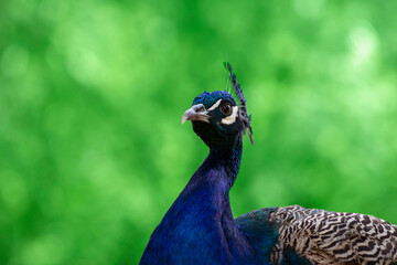 Naklejka premium Portrait of a bright peacock on a blurred background
