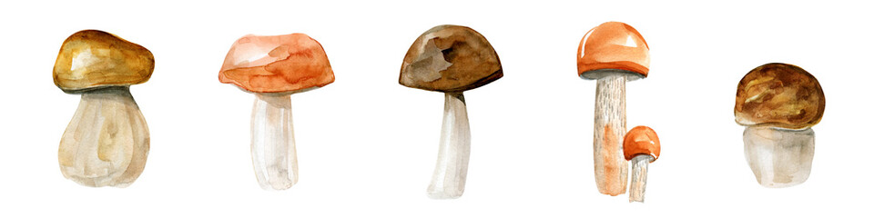 Set of edible forest mushrooms. Isolated elements on a white background