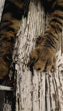 cat's claws dig into a tree, vertical video