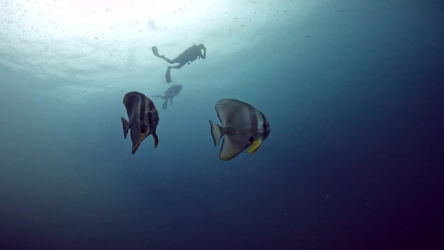 Under Water Film of two Bat fish in Thailand a amazing capture with divers in the background