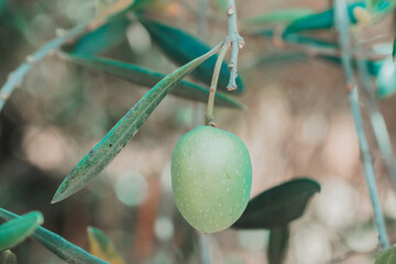 Close up photography of organic Spanish olives hanging from the olive tree. Macro photography of...
