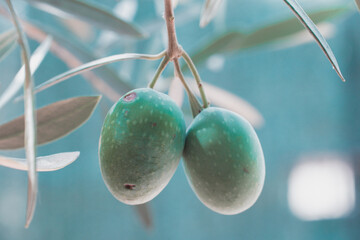 Close up photography of organic Spanish olives hanging from the olive tree. Macro photography of...
