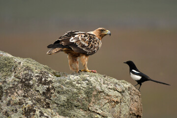 aguila imperial en la sierra abulense.