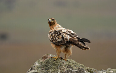aguila imperial en la sierra abulense.
