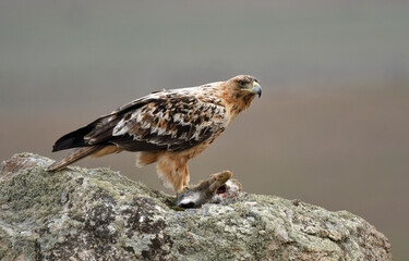 aguila imperial en la sierra abulense.