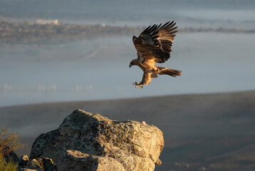 aguila imperial en la sierra abulense.