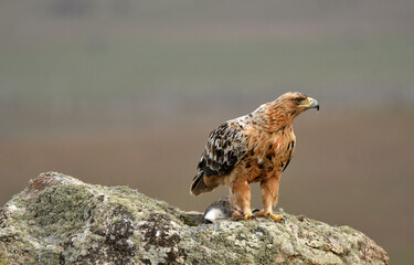aguila imperial en la sierra abulense.