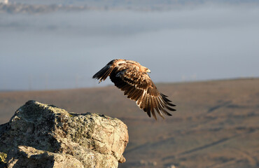 aguila imperial en la sierra abulense.
