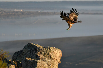 aguila imperial en la sierra abulense.