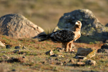 aguila imperial en la sierra abulense.