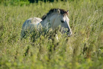 Wandaufkleber Konik horses    Konikpaarden © Holland-PhotostockNL