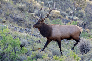 Elk or Wapiti, Cervus canadensis, walking through scrubland in Yellowstone