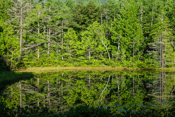 Fototapeta premium 夏の朝の乗鞍高原牛留池 8月