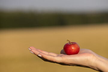 red apple lies on the palm on the background of nature